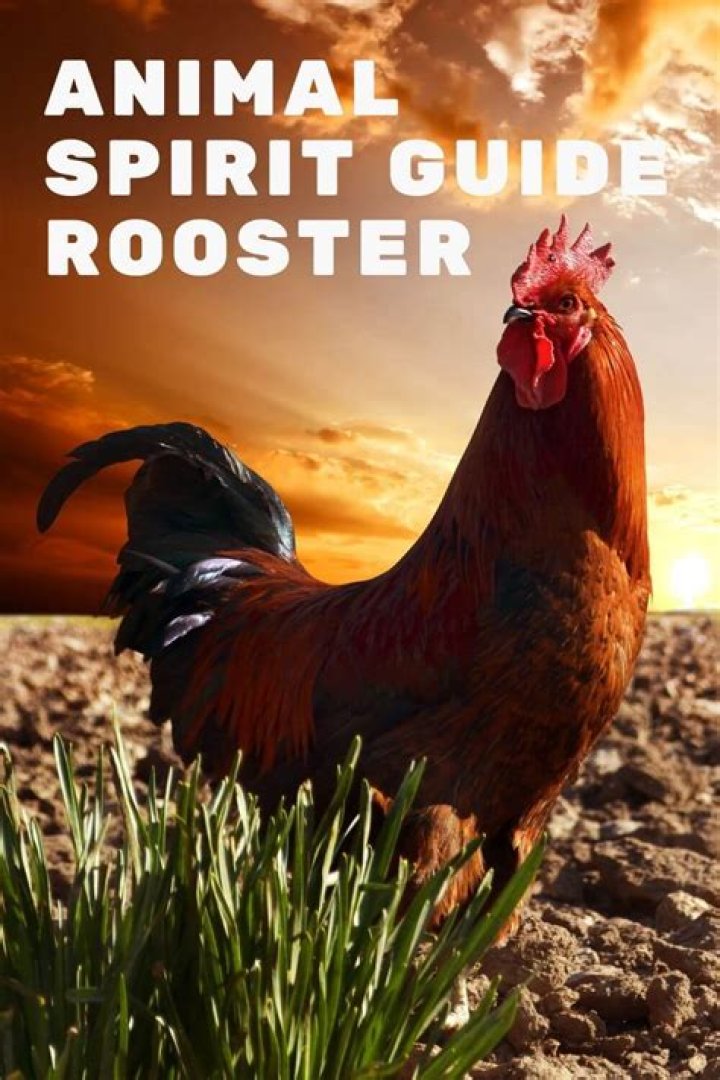 DashJ | The Rooster Spirit Animal
