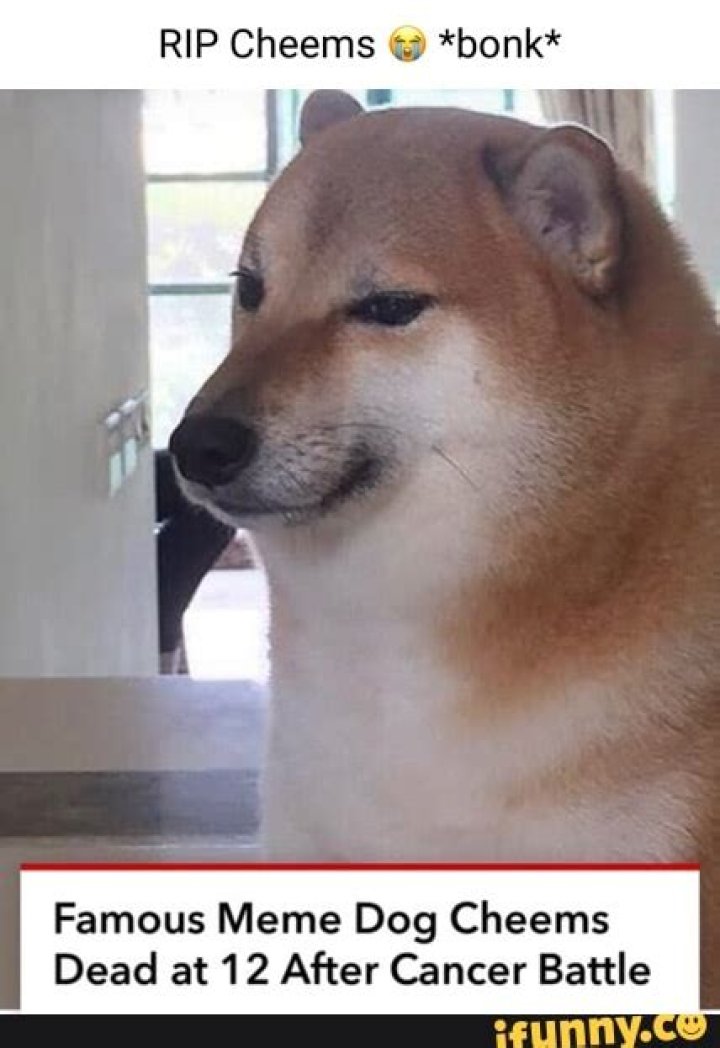 Famous Meme Dog Cheems Dead at 12 After Cancer Battle |