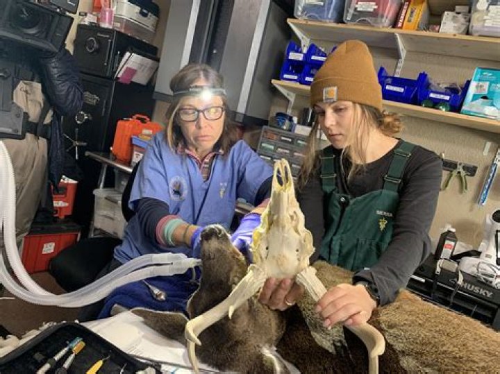 Unveiling The Extraordinary World Of Dr. Michelle Oakley: Animal Advocate, Wildlife Savior