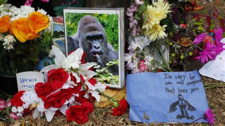 What Happened To Harambe's Body After He Was Killed? |