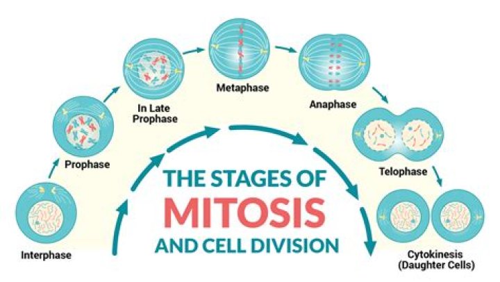 Why is mitosis a continuous process?